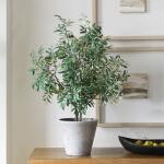 Marisol Potted Olive - Image 2