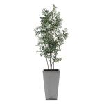 Sonora Olive Tree - Image 4