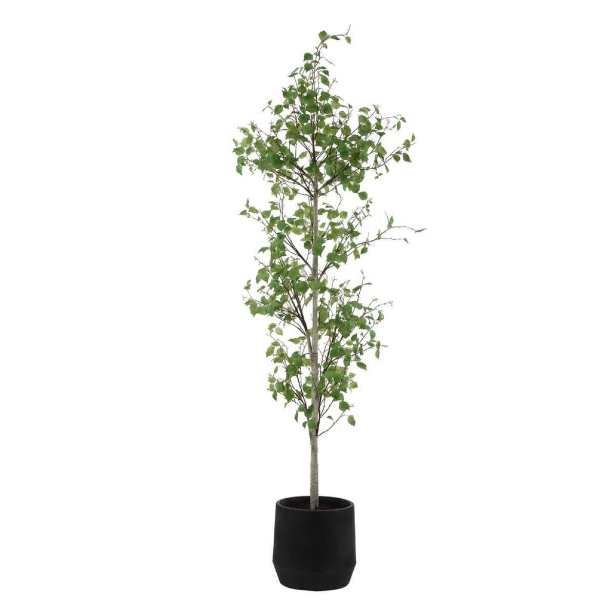 dfe786df5b28a9c831364a1b01cac00c Boreal Potted Birch Tree - Image 1