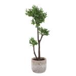 Arbor Strawberry Tree - Image 4