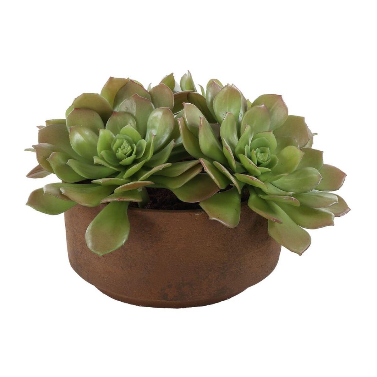 e34c7c87c9eb8bf715221ebe9ef4ef67 Sable Succulent Accent - Image 1