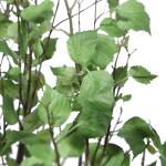 Aldis Potted River Birch - Image 4