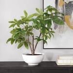 Pachira Money Tree - Image 3