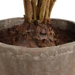 Zamia Palm Accent - Image 5