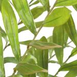 Zamia Palm Accent - Image 4