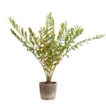 Zamia Palm Accent - Image 3