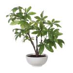 Pachira Money Tree - Image 2