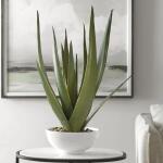 Evarado Aloe Planter - Image 4