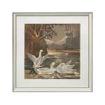 Swan Lakes