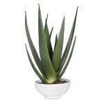 Evarado Aloe Planter - Image 3