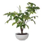 Pachira Money Tree - Image 4