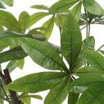 Pachira Money Tree - Image 6
