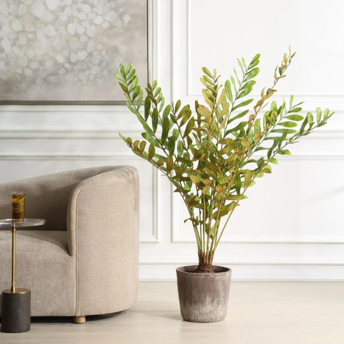 e0bd63b65fd17cd675afef531d9d2008 Zamia Palm Accent - Image 1