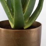 Arabia Aloe Planter, 2 Cartons - Image 4