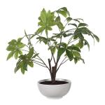 Pachira Money Tree - Image 5