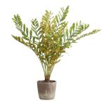 Zamia Palm Accent - Image 2